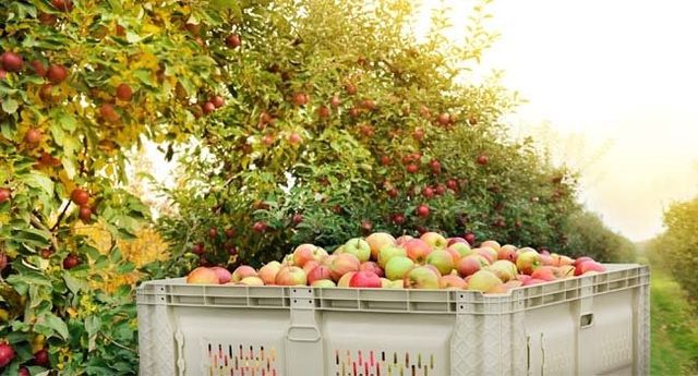 Vintage Wood Produce Display Bins On Sale, Orchard Bins