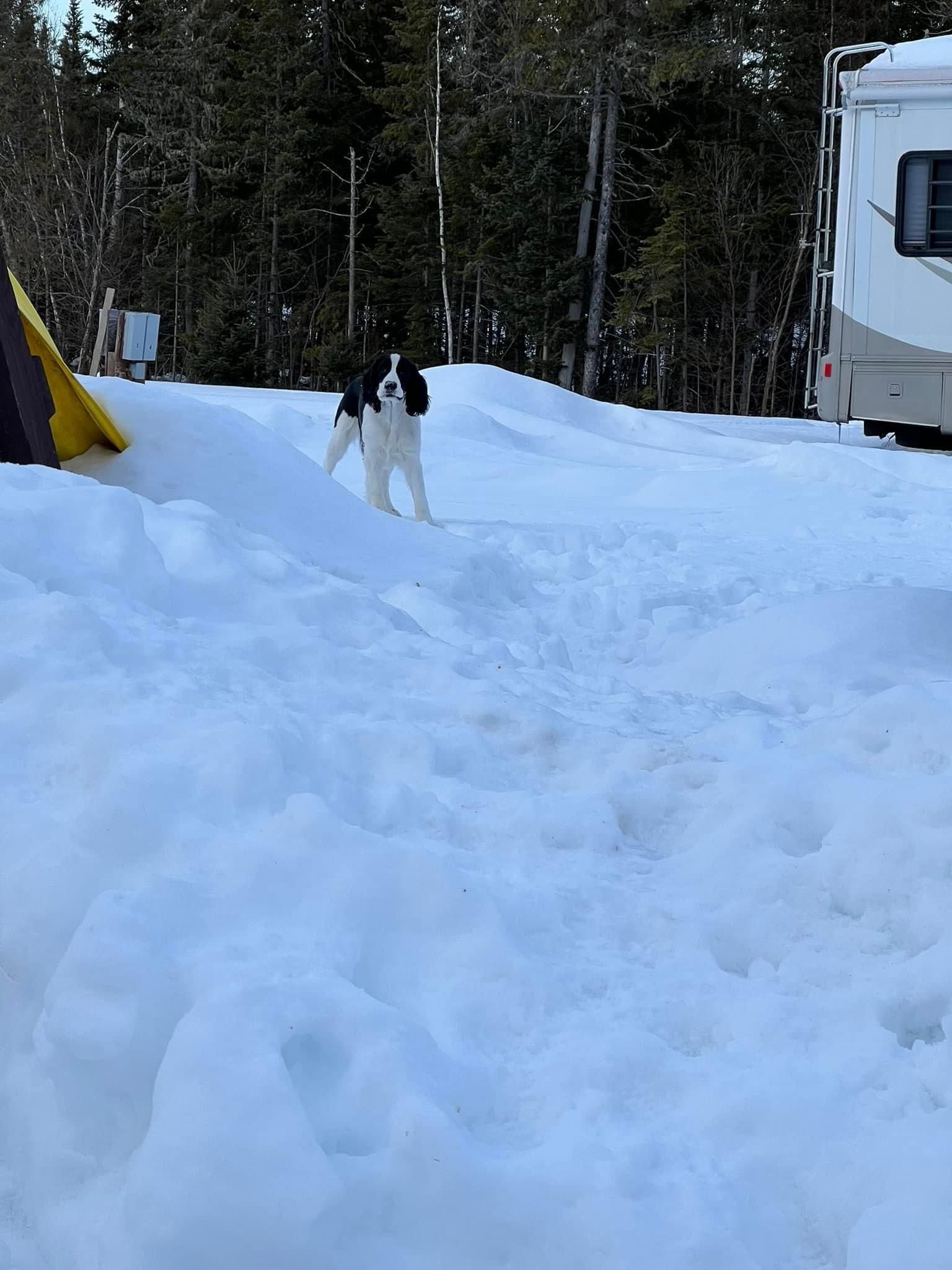 a black and white dog is standing in the snow next to a rv .