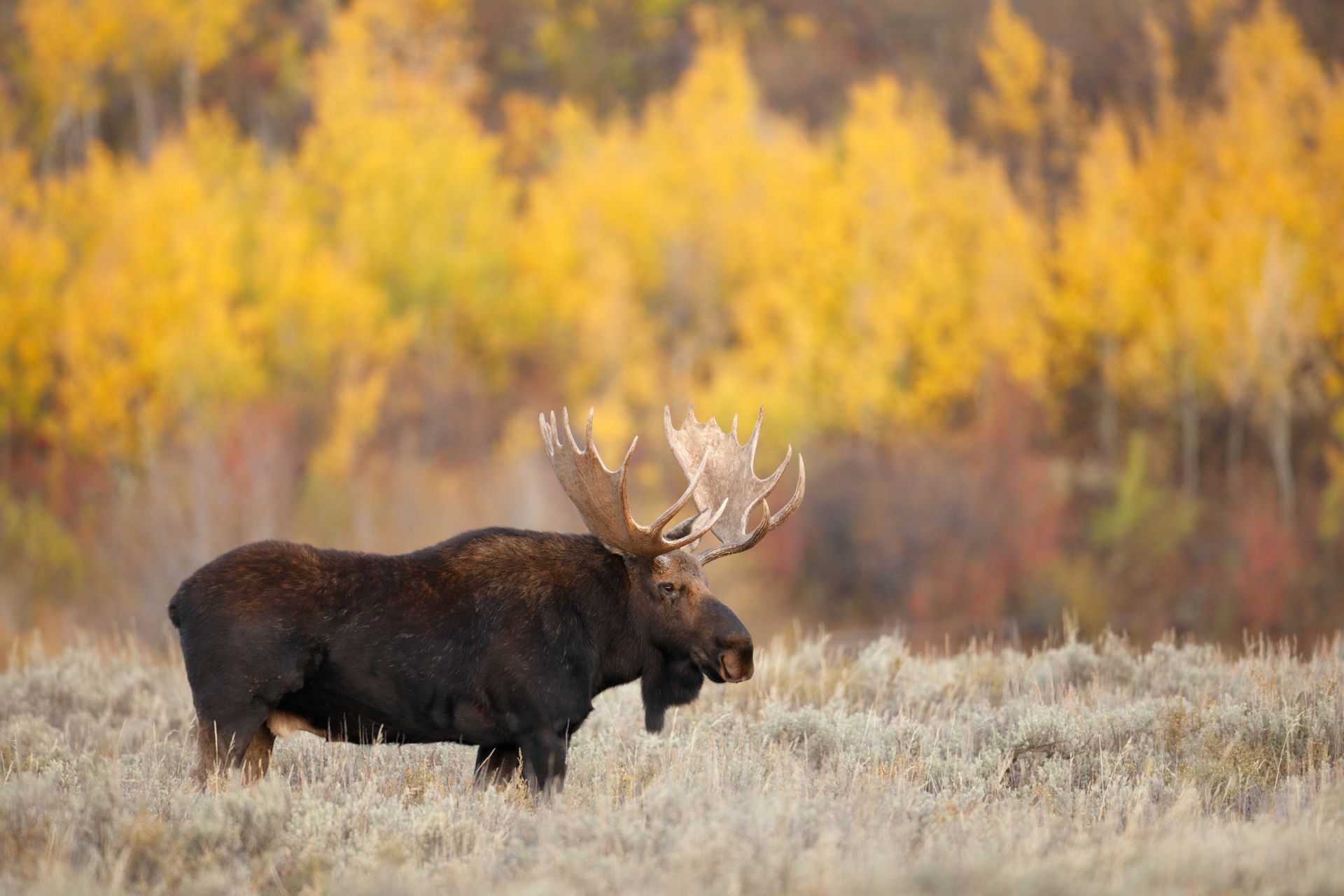 a moose is standing in a field with trees in the background .