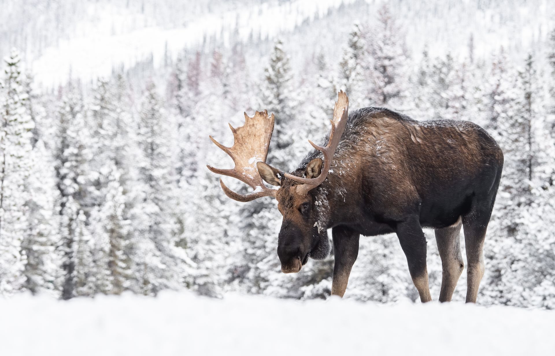 a moose is standing in the snow in the middle of a snowy forest .