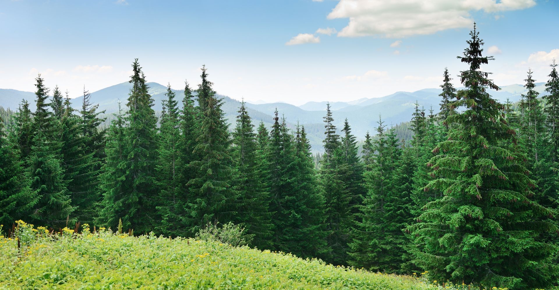 a lush green forest with mountains in the background