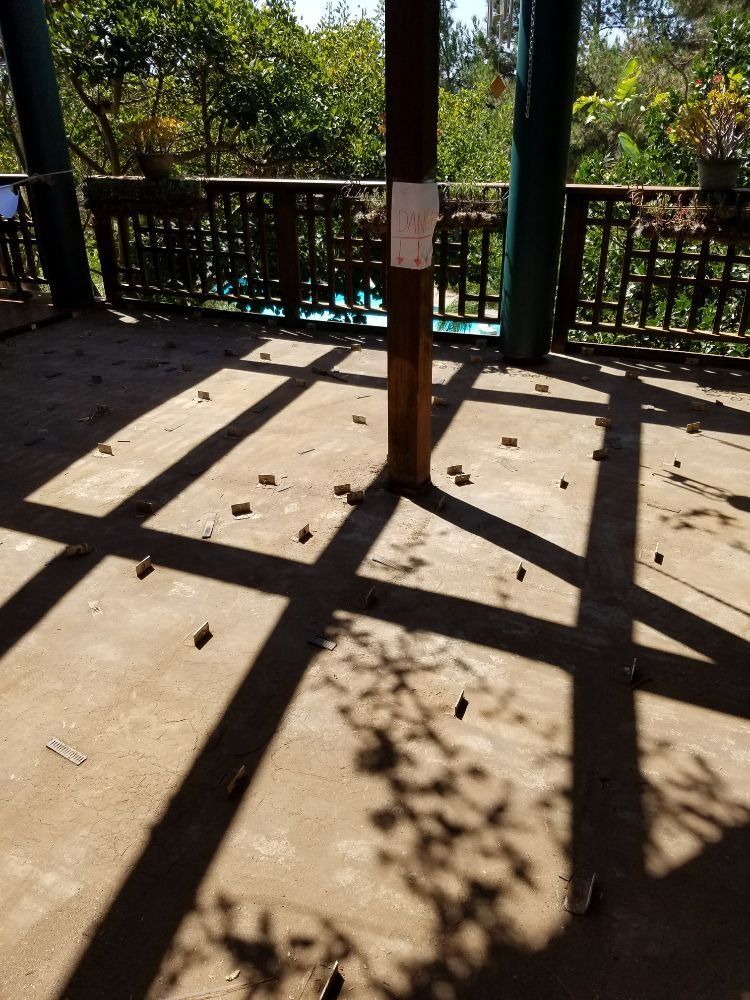 A shadow of a tree is cast on a concrete floor