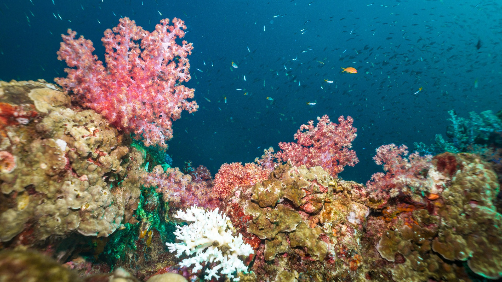 Fish swim in an aquarium with colorful gravel, a blue rock, and aquatic plants. A neon tetra, an orange shrimp, and a catfish are visible.