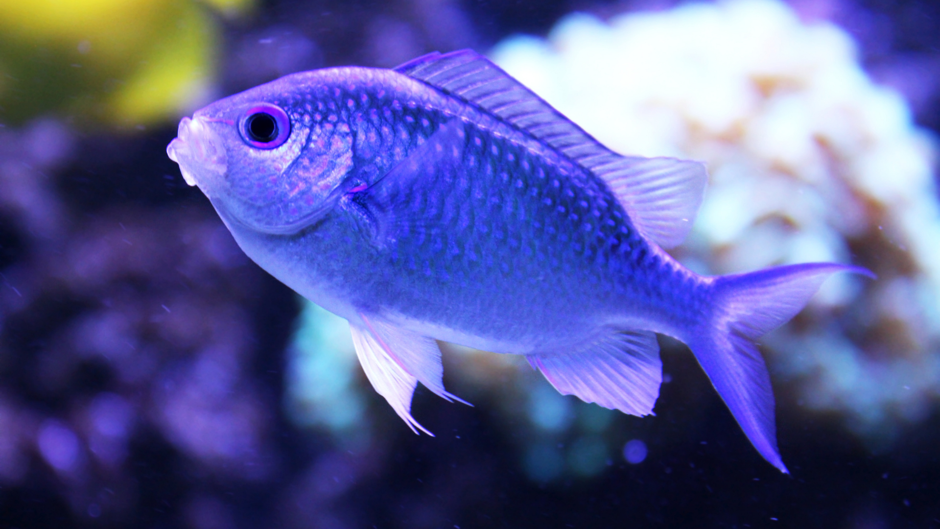 Slender, yellow seahorse-like fish with a long snout, swimming against a blurry green background.
