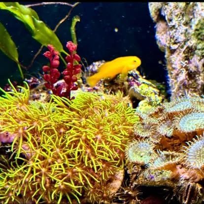 A vibrant yellow fish swims among colorful coral in a reef tank. Bright green and red plants are also visible.