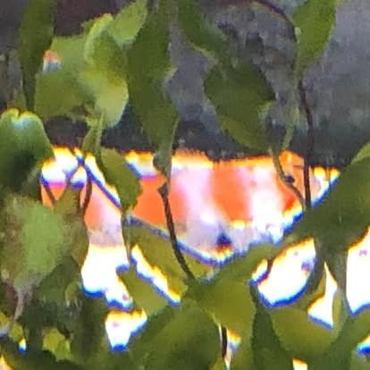 Green plants in front of a blurry background of orange and white colors, suggesting a backdrop.