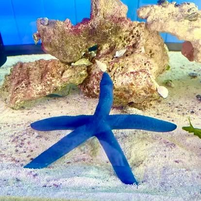 A vibrant blue starfish rests on a bed of white sand in an aquarium. Behind it are coral rocks and the tank's blue backdrop.