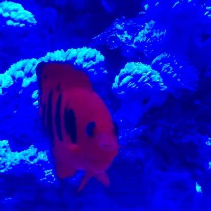 A vibrant red and black angelfish swims in a blue-lit aquarium, surrounded by coral.