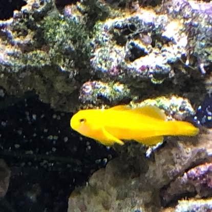 A bright yellow fish swims near a rocky, coral reef in an aquarium.