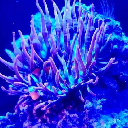 A vibrant purple and blue sea anemone with orange clownfish in a saltwater aquarium.