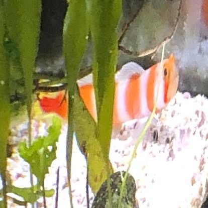 A small, striped orange and white fish swims near green plants and a rock in an aquarium.