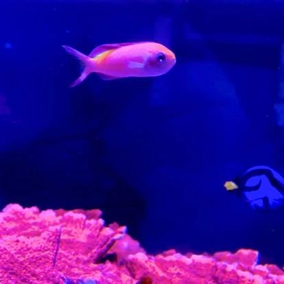 Pink fish swimming in a blue aquarium; a blue tang fish is visible in the lower right corner.