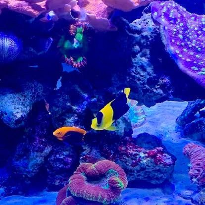 An underwater scene with colorful coral and fish. A black and yellow angelfish and an orange fish swim near the reef.