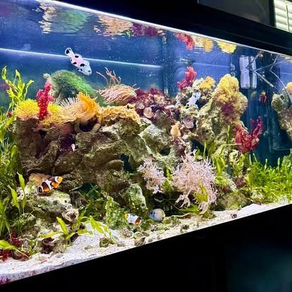 Vibrant reef aquarium with clownfish, coral, and other marine life, featuring colorful coral formations and clear water.