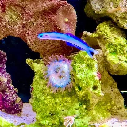 Blue fish swimming near coral and anemones in a brightly lit aquarium.