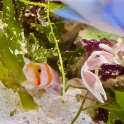 Small striped fish with a red stripe and a crab with a light pink claw share a sandy ocean floor.