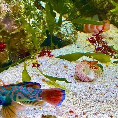 A vibrant mandarin fish swims near the sandy bottom of a saltwater aquarium, surrounded by coral and plants.