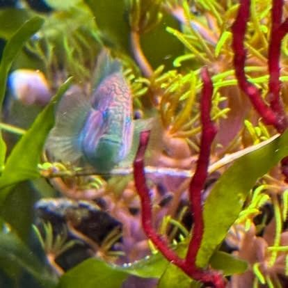 Colorful fish in an aquarium, surrounded by red and yellow plants. The fish has blue, pink, and green markings on its face.