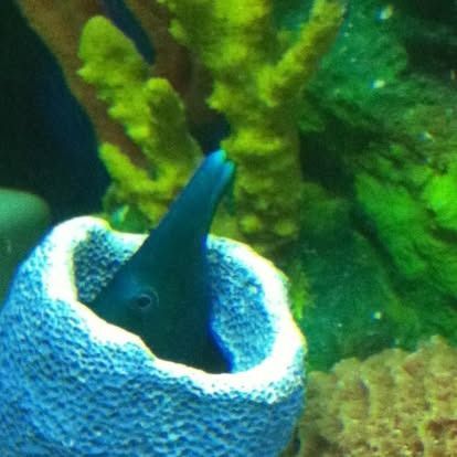 A dark blue fish peers from a blue, textured tube-like structure in a coral reef setting.