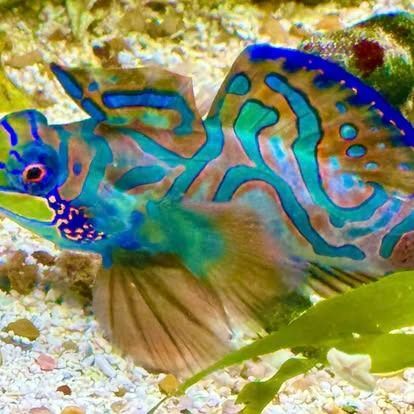 A colorful Mandarin fish in an aquarium, with blue, green, and orange patterns.