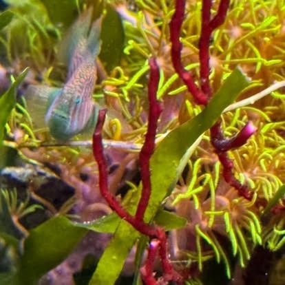 Bright coral reef scene with red branches, green seaweed, and a small teal and pink fish. Yellow organisms in the background.