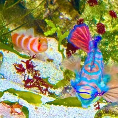 A Mandarin dragonet with blue and orange stripes faces a white and orange striped goby. Both are in a colorful aquarium setting.
