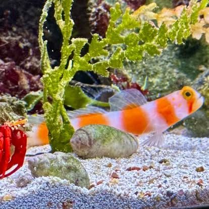 A vibrant orange and white striped goby fish swims in a saltwater aquarium with green algae, shells, and sand.