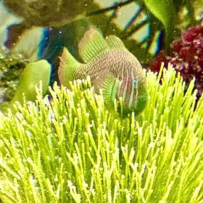 A small, green and pink fish swims among bright green, branch-like plants in an aquarium.