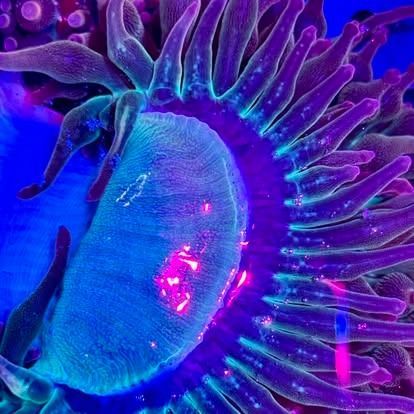Close-up of a vibrant sea anemone with purple tentacles surrounding a turquoise central disc, illuminated by blue light.