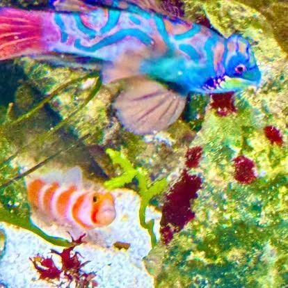 Colorful mandarin fish swimming near algae and coral. One is blue, the other is orange.