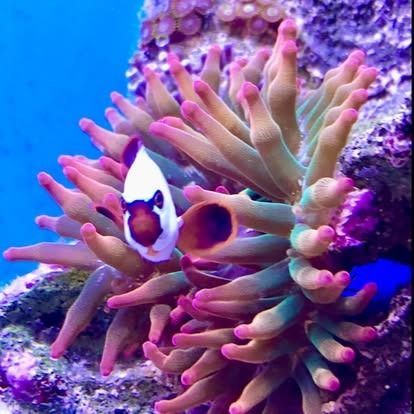 Clownfish with black and white markings nestled in a vibrant pink and green sea anemone in an aquarium.