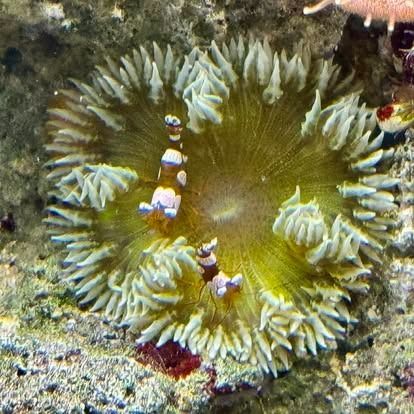 Anemone with two cleaner shrimp. The anemone is green with white tips, and the shrimp are white and brown.