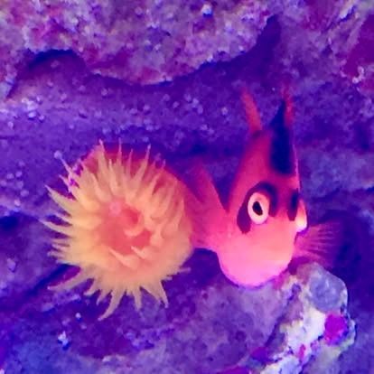 Orange and black clownfish nestled next to a yellow anemone in a coral reef.
