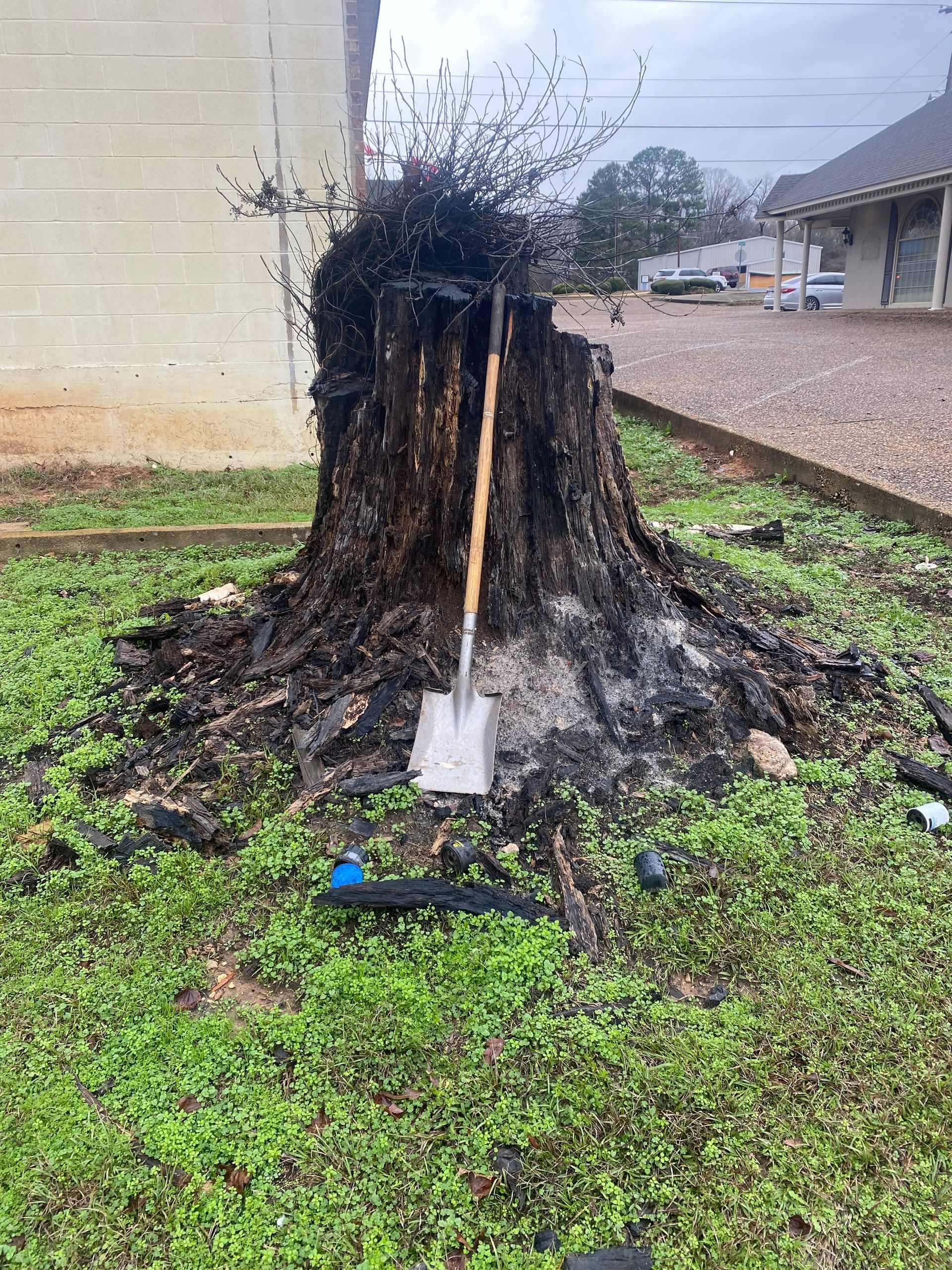 burn tree stump and a shovel