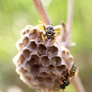 Commercial Pest Control Services For The Low Country Of South Carolina