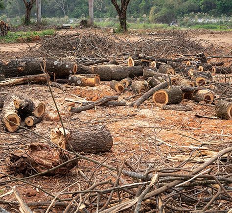 Tree Reduction