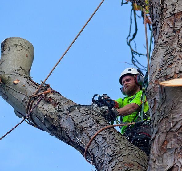 Tree Surgeon