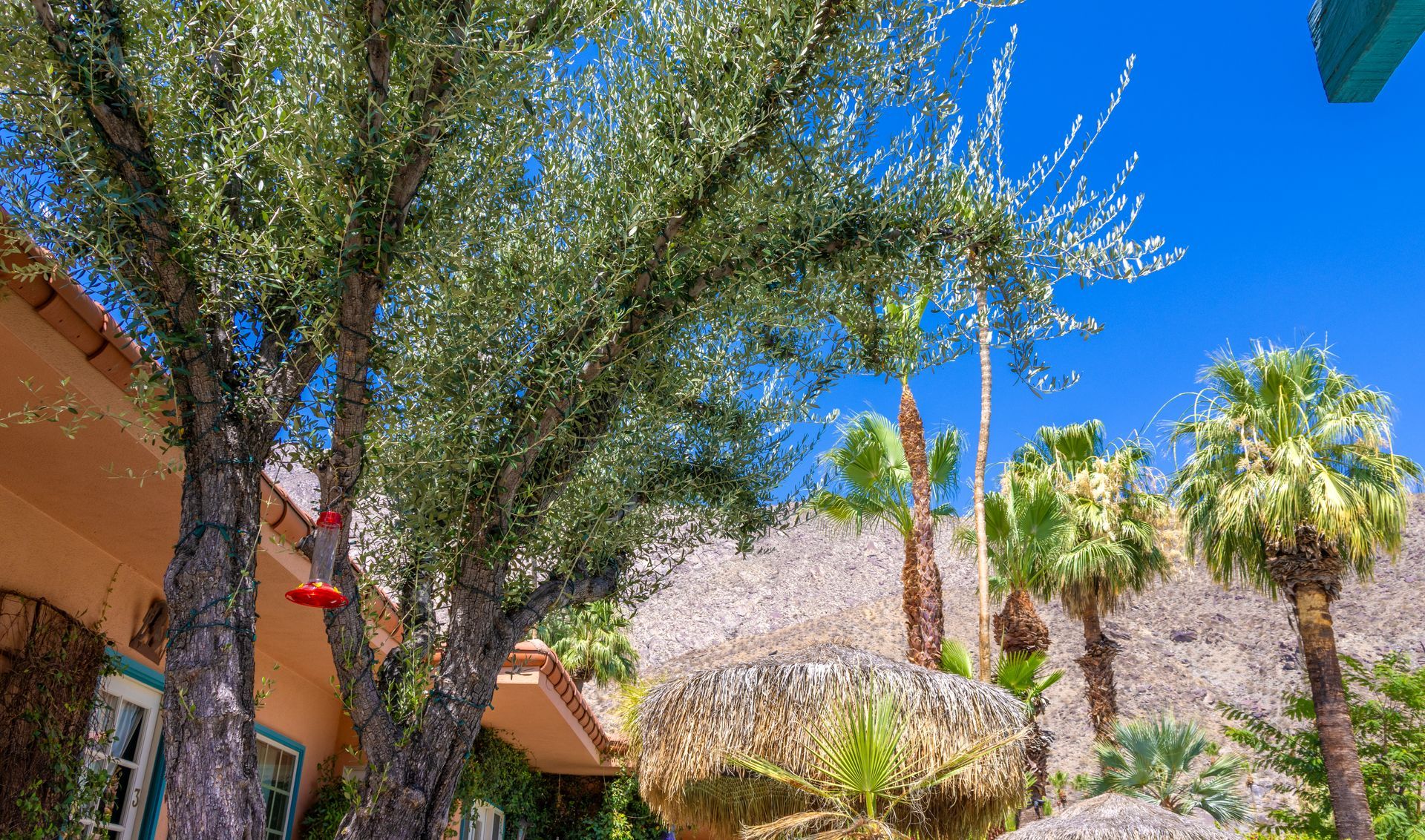 Trees and palm trees in front of an orange building and a rocky hill, under a bright blue sky.