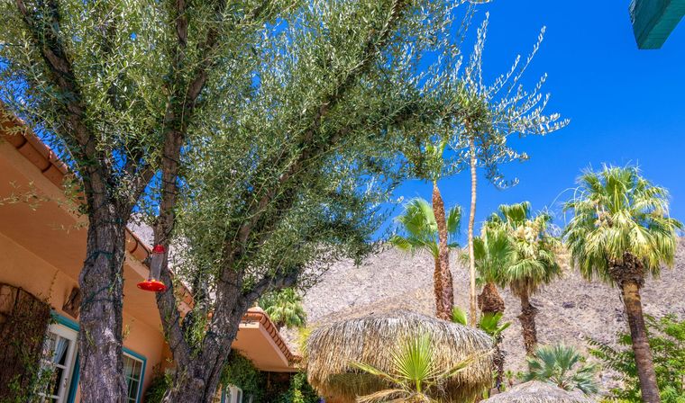 Trees and palm trees in front of an orange building and a rocky hill, under a bright blue sky.