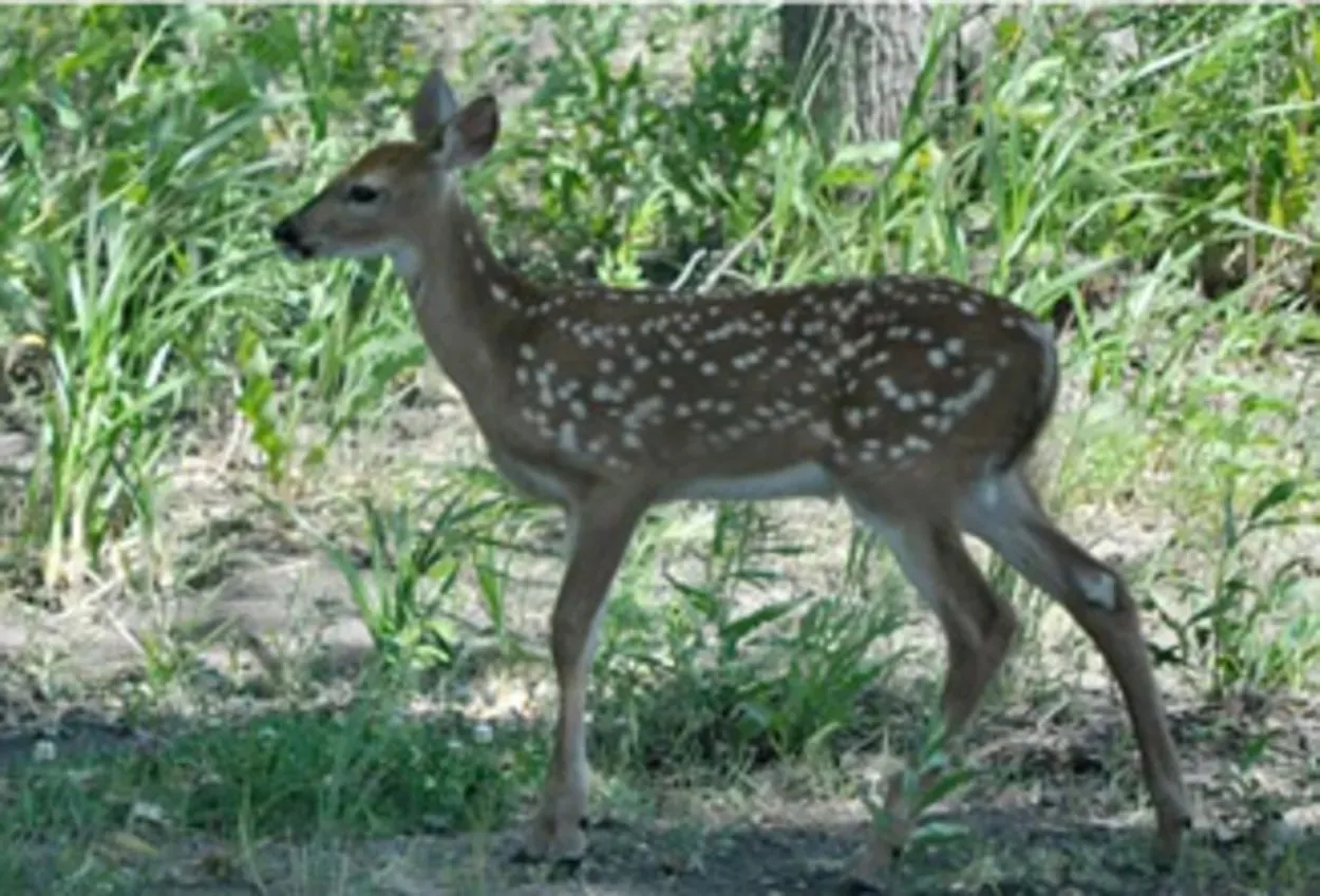 Fawn with white spots, standing in grassy area near trees.