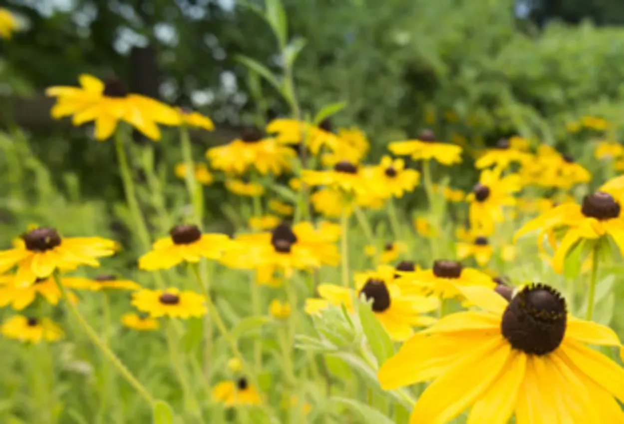 Yellow Black-eyed Susan flowers bloom in a field, with a blurred green background.