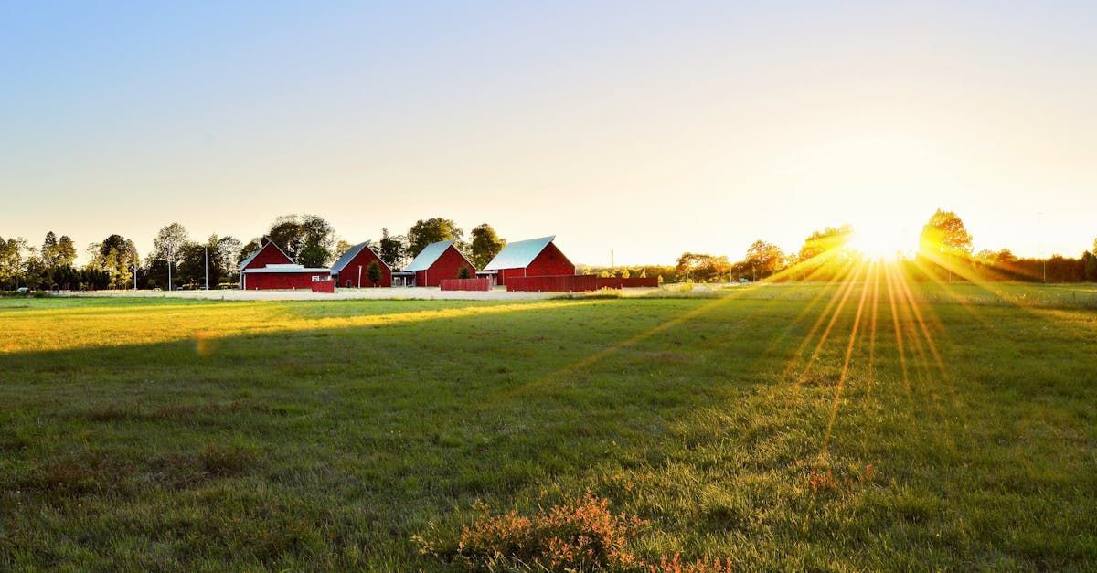 A sunny field with red barns in the background, the sun shining brightly in the distance.