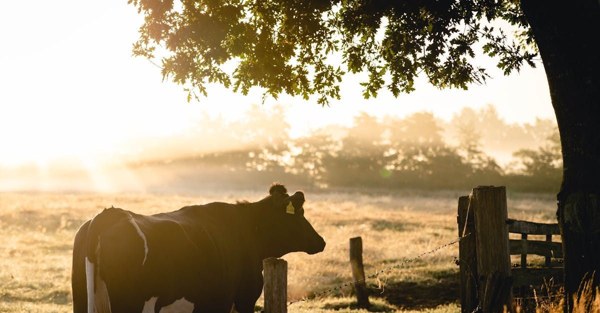 Cow in a field at sunrise, beneath a tree, with misty background.