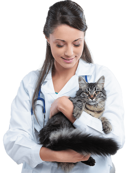 HOSPITAL VETERINARIO OREJAS