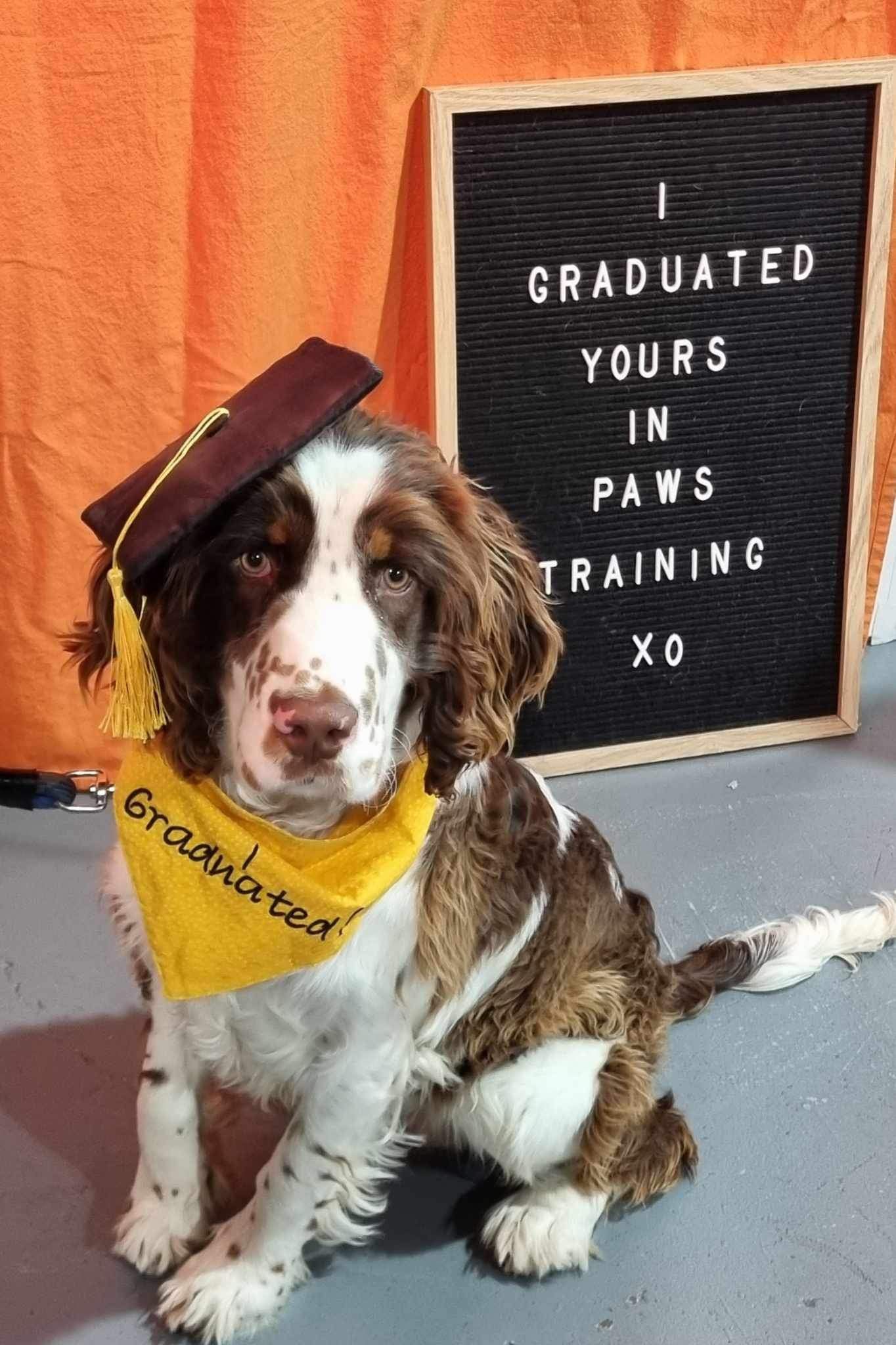 graduating dog