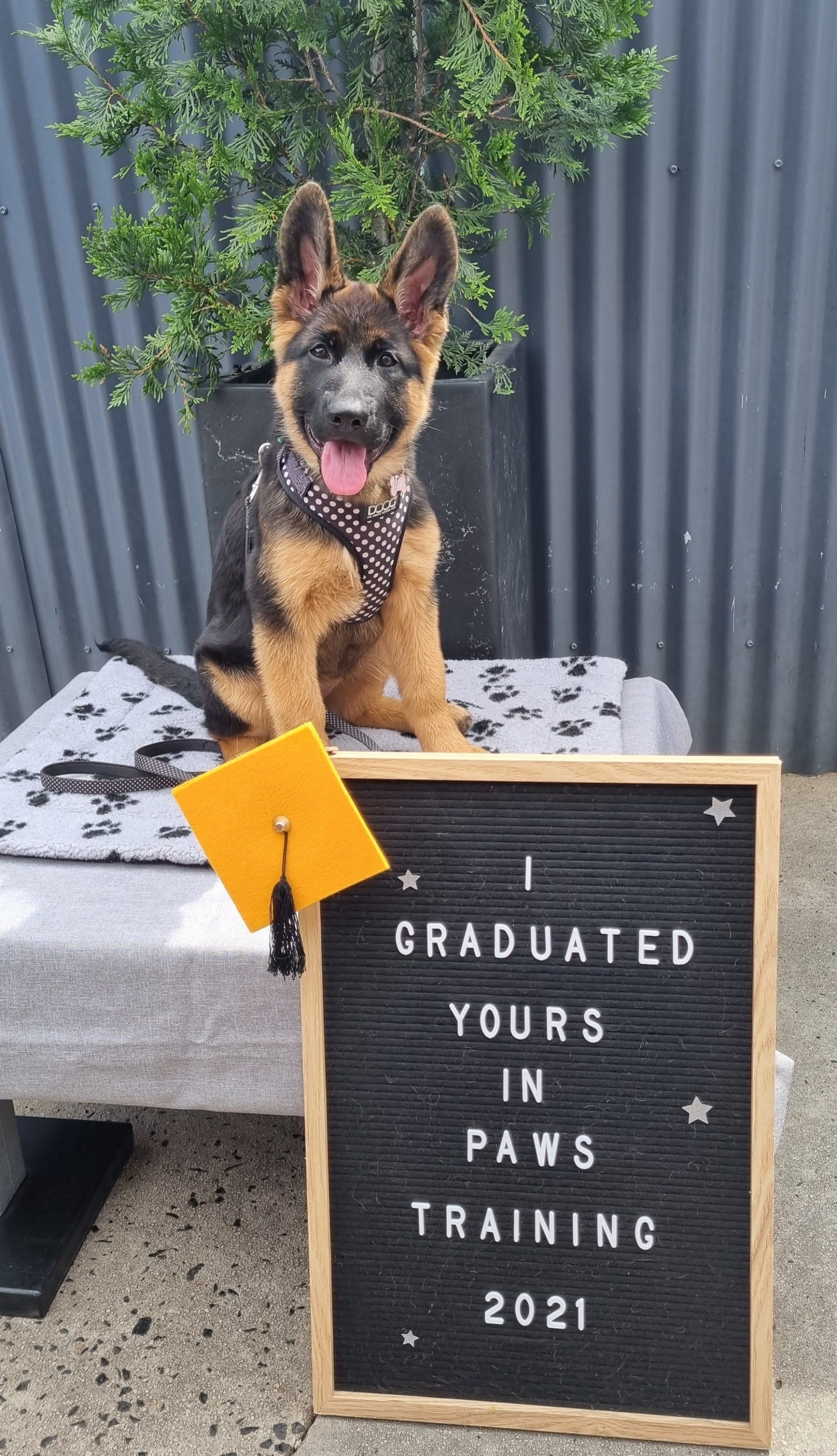 graduating dog
