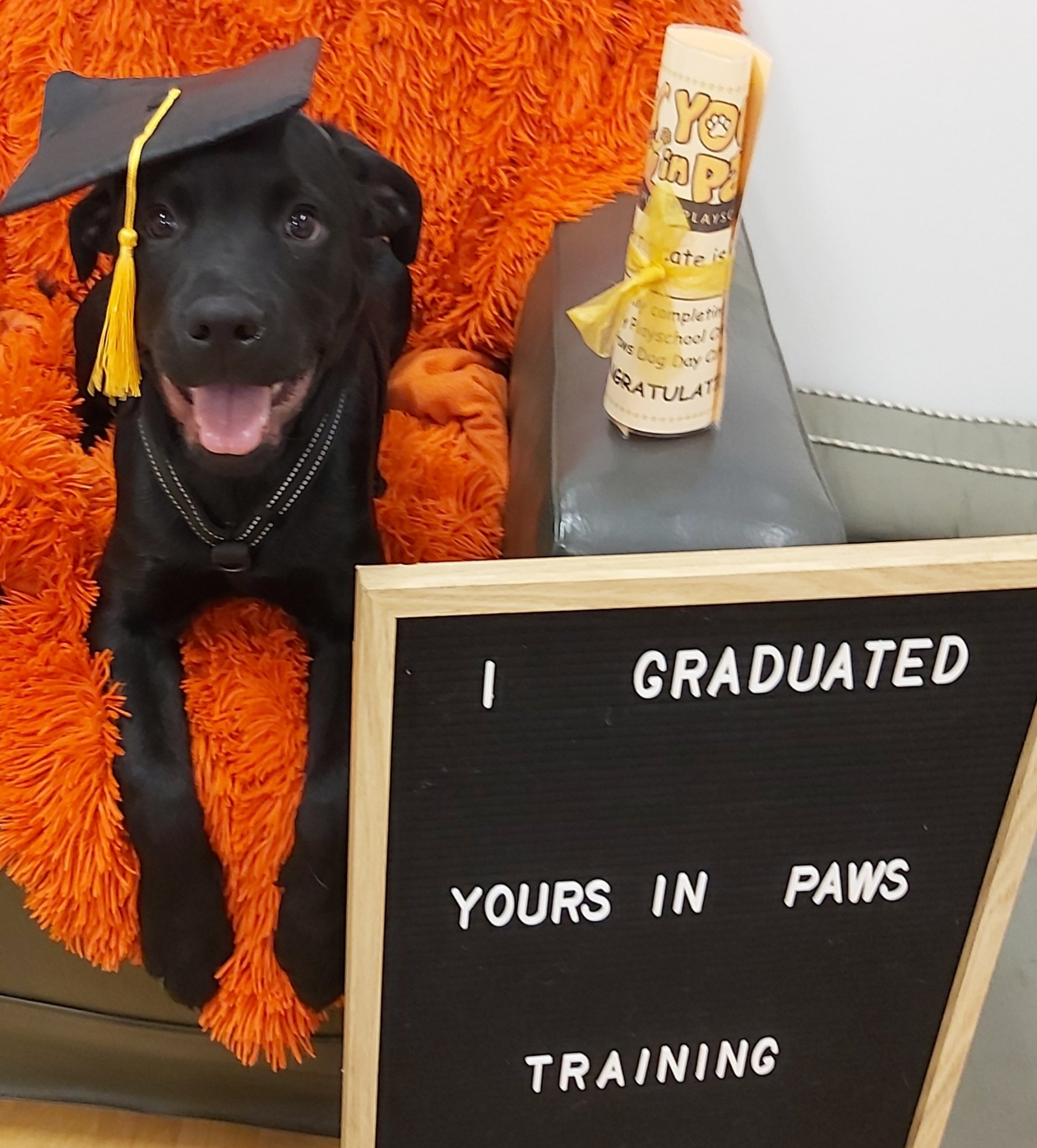 graduated dog