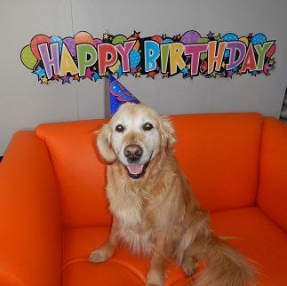 birthday dog
