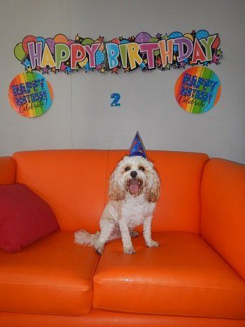 birthday white dog