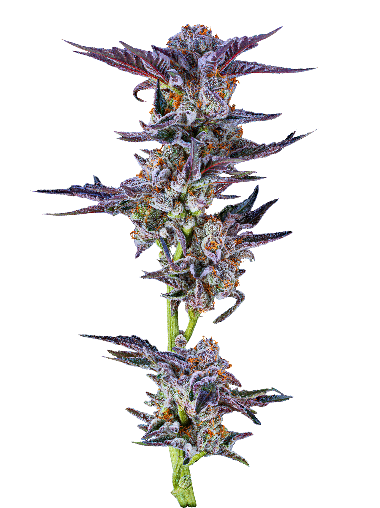 Five pouches of Looper gummies, each with a different label and a loon illustration, in colorful settings.